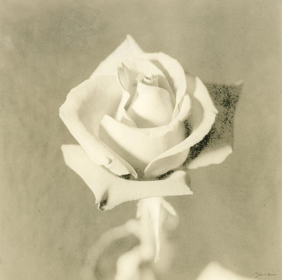 A Rose of Alternate Processed Photograph by John Harmon