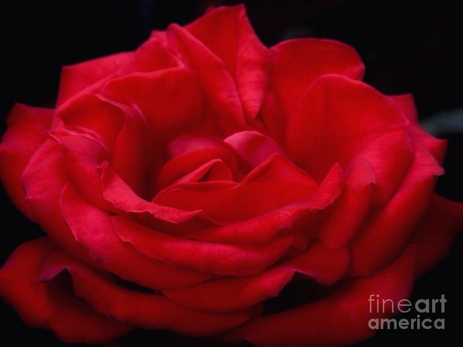A Rose of Red Photograph by Joan-Violet Stretch