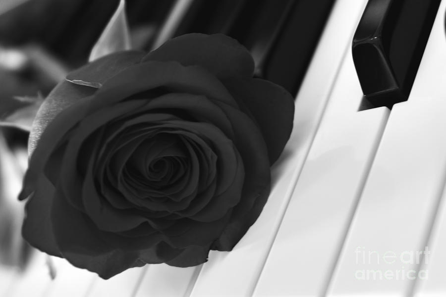 A Rose On The Piano Keys Photograph by Olga Hamilton