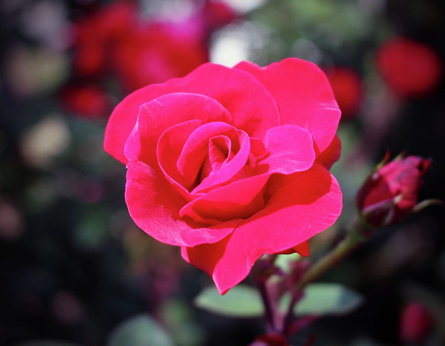 A Rose Says Love Photograph by Cynthia Guinn