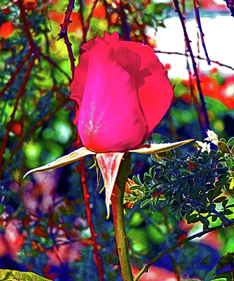 A Rose That Awakens Digital Art by Joseph Coulombe