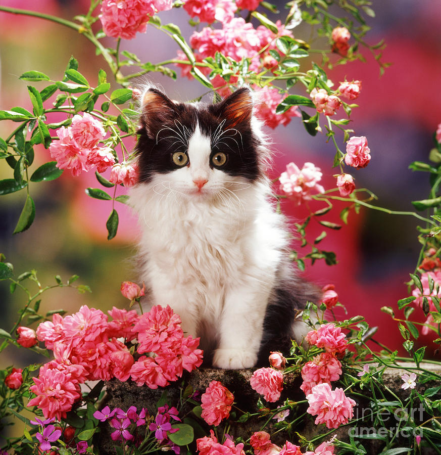 A rose without Thorns Photograph by Warren Photographic Fine Art America