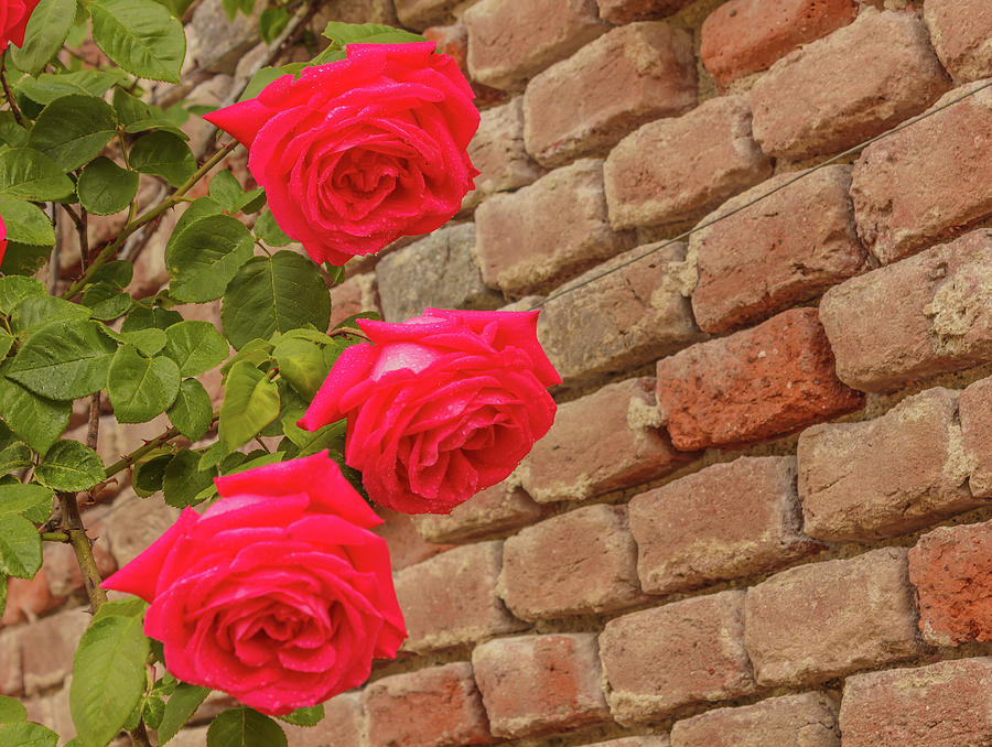 Brick Photograph - A Roses Climb On A Brick Wall by Daniele Mattioda