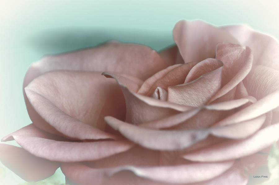 A Roses Solitude Pink Photograph by Lesa Fine