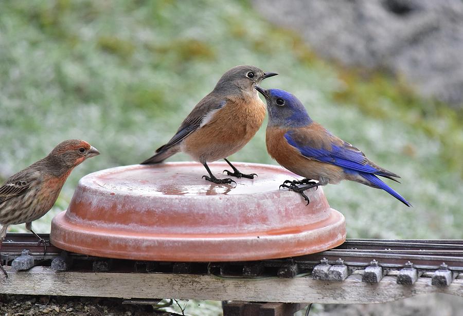 A Rosy Finch Checking Out Two Bluebirds Water Source Photograph by Linda Brody