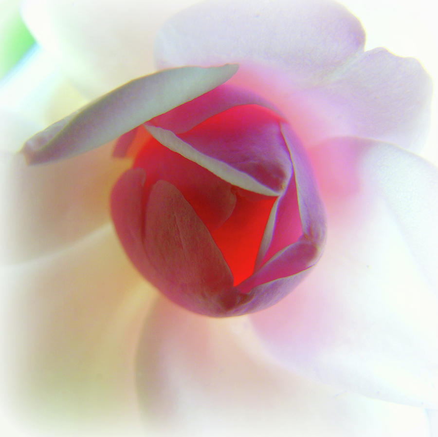 A Rosy Glow Photograph by Susan Lafleur