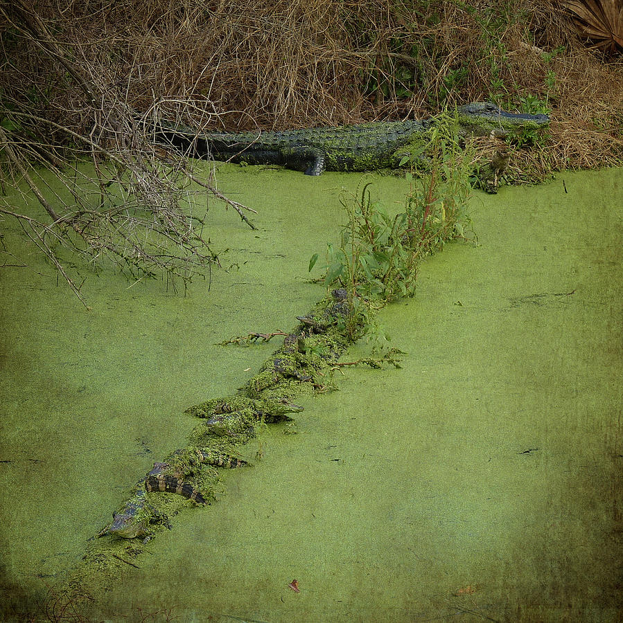 A Row of Baby Gators  Photograph by Carla Parris