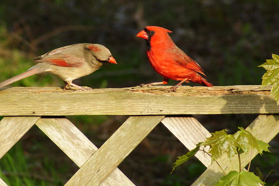 A Royal Couple - Cardinal Birds Photograph by Margie Avellino
