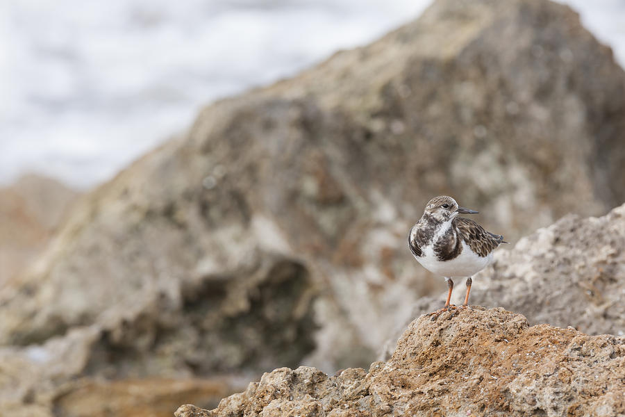 A Ruddy Turnstone perched on the rocks Photograph by David Watkins