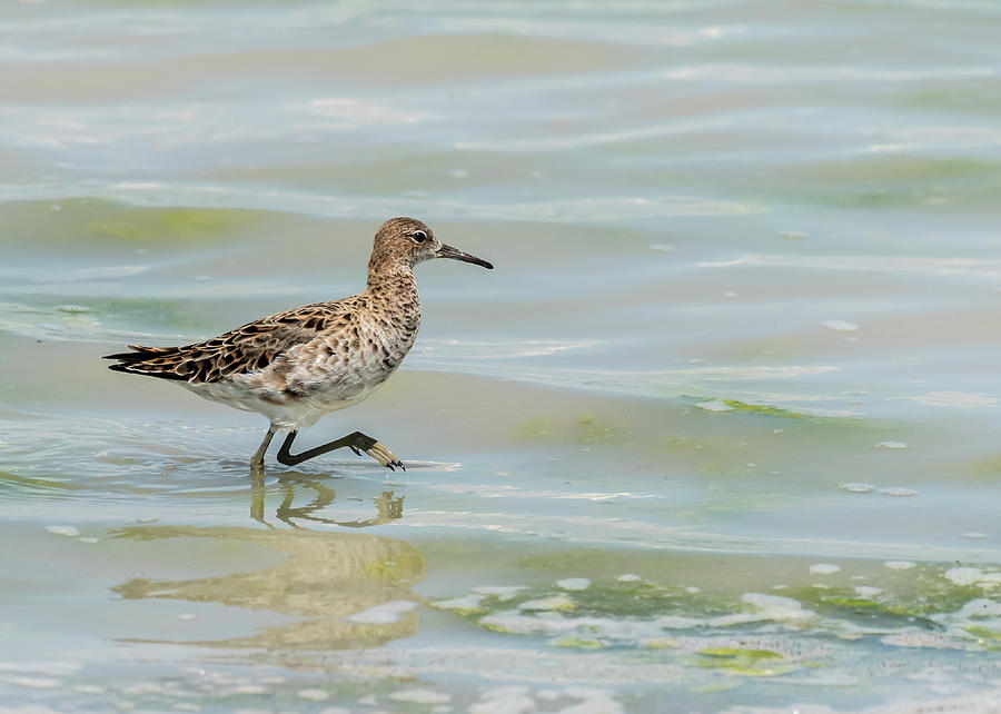 A ruff Calidris pugnax wading in a pond Photograph by Stefan Rotter ...