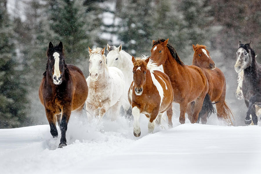 A Run through the Snow Photograph by Jack Bell