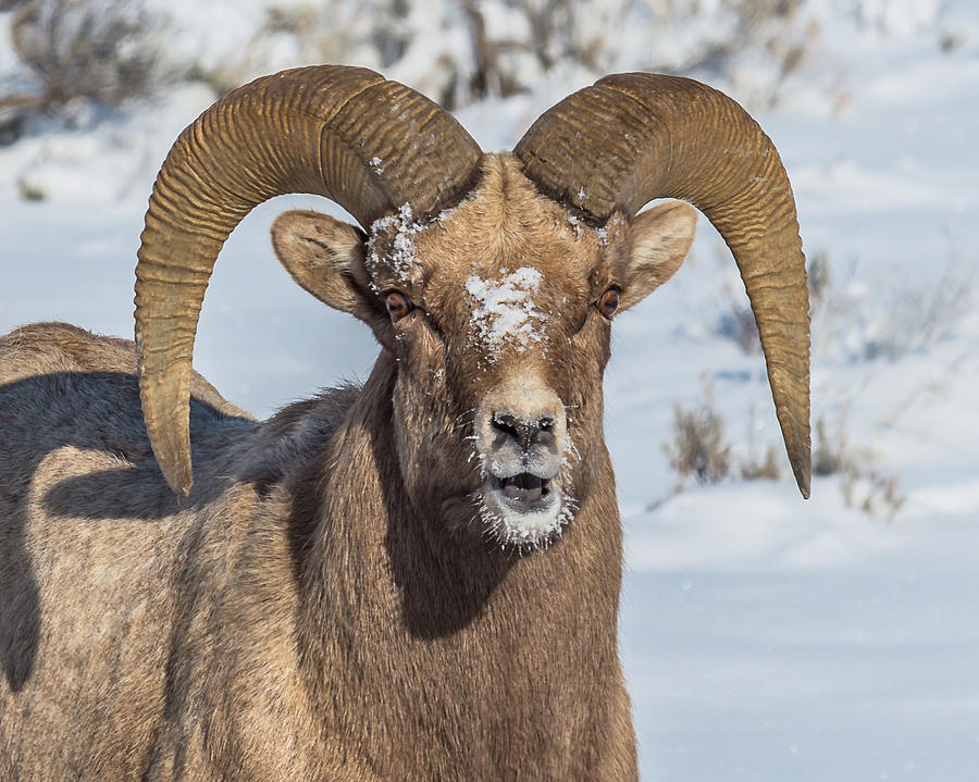 A Rutting Ram In Snow Photograph by Yeates Photography