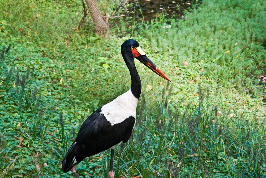 A Saddlebill Stork Photograph by Douglas Barnett - Fine Art America