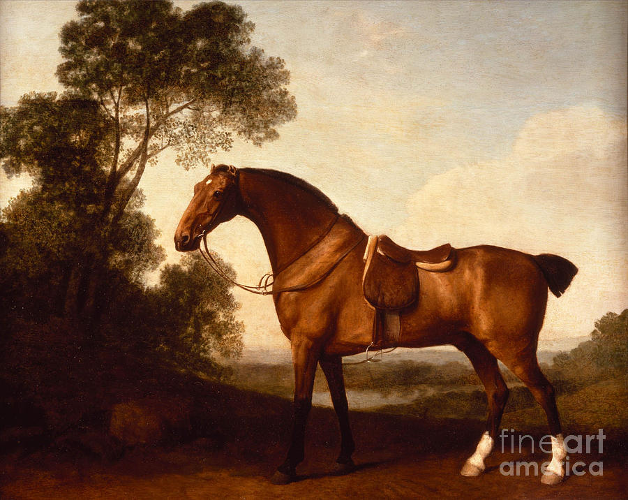 A Saddled Bay Hunter Painting by Celestial Images