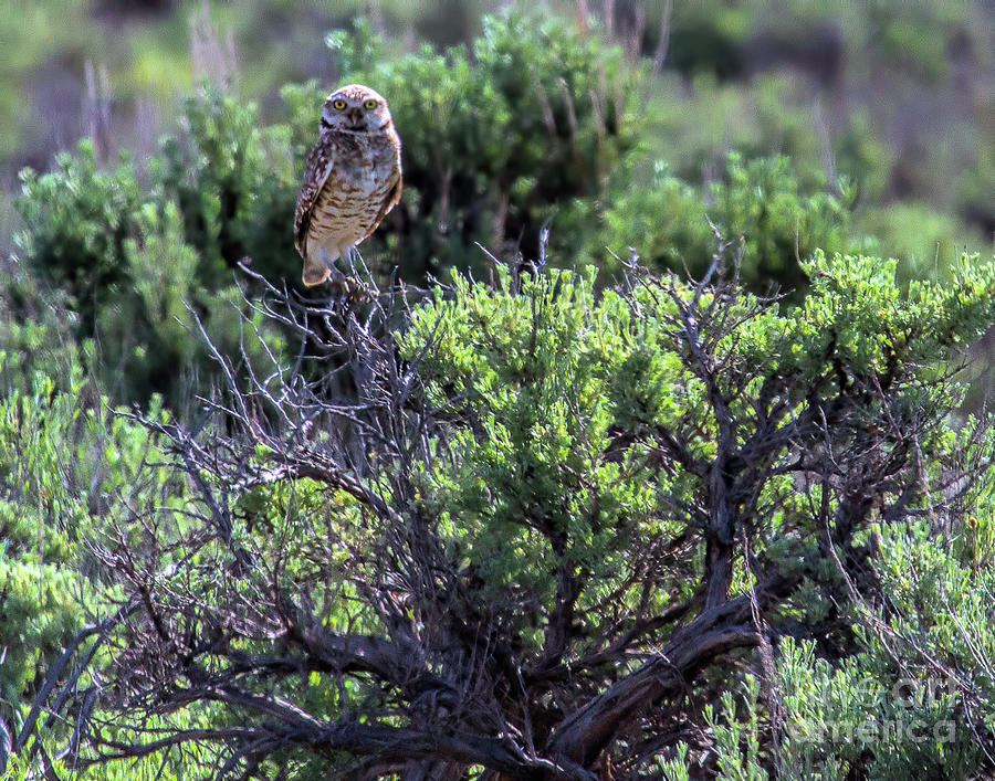 A Sage Burrowing Owl Photograph by Jim Garrison