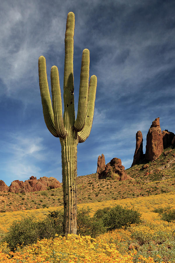 A Saguaro In Spring Photograph