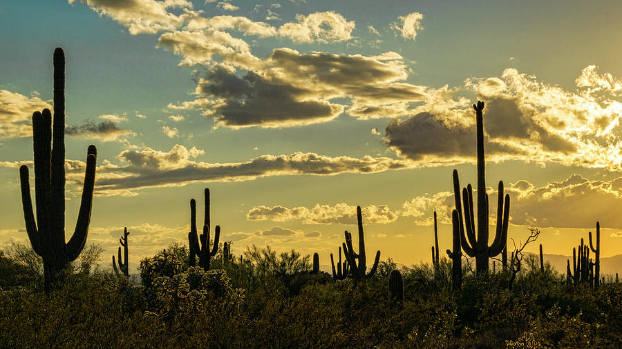 A Saguaro Silhouette Sunset  Photograph by Saija Lehtonen