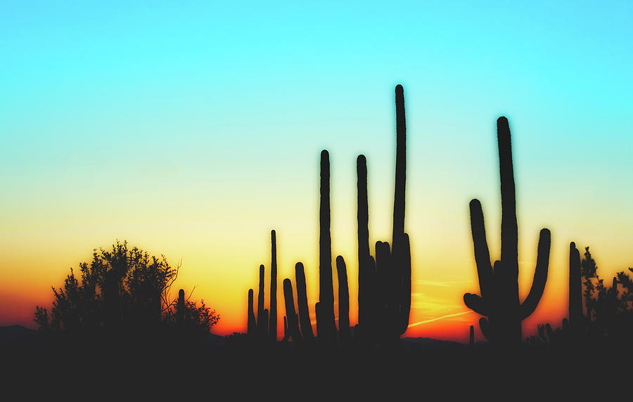 A Saguaro Sunset Photograph by Mountain Dreams