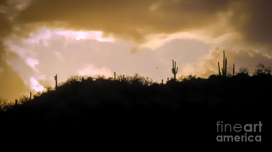 A Saguaros View Photograph