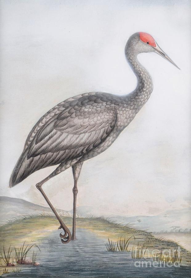 a Sandhill Crane Painting by MotionAge Designs