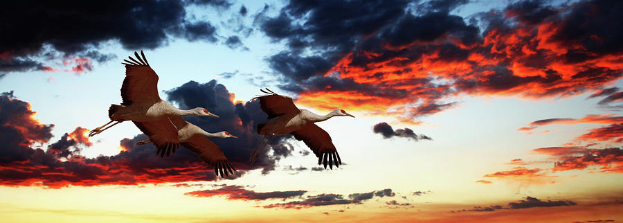 A Sandhill Crane Trio Flies At Sunset Photograph