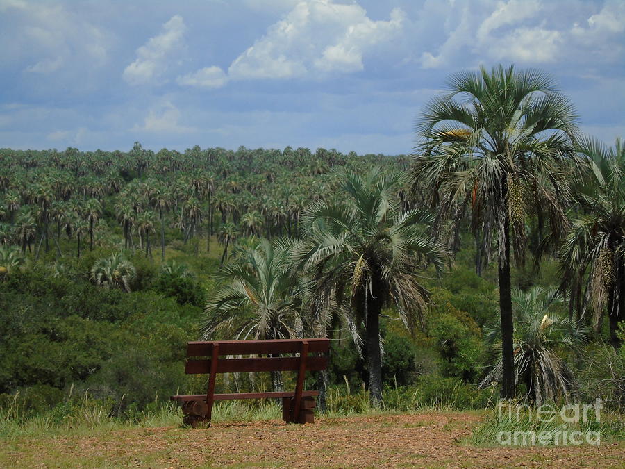 A bench with Palm trees view... Photograph by Silvana Miroslava Albano