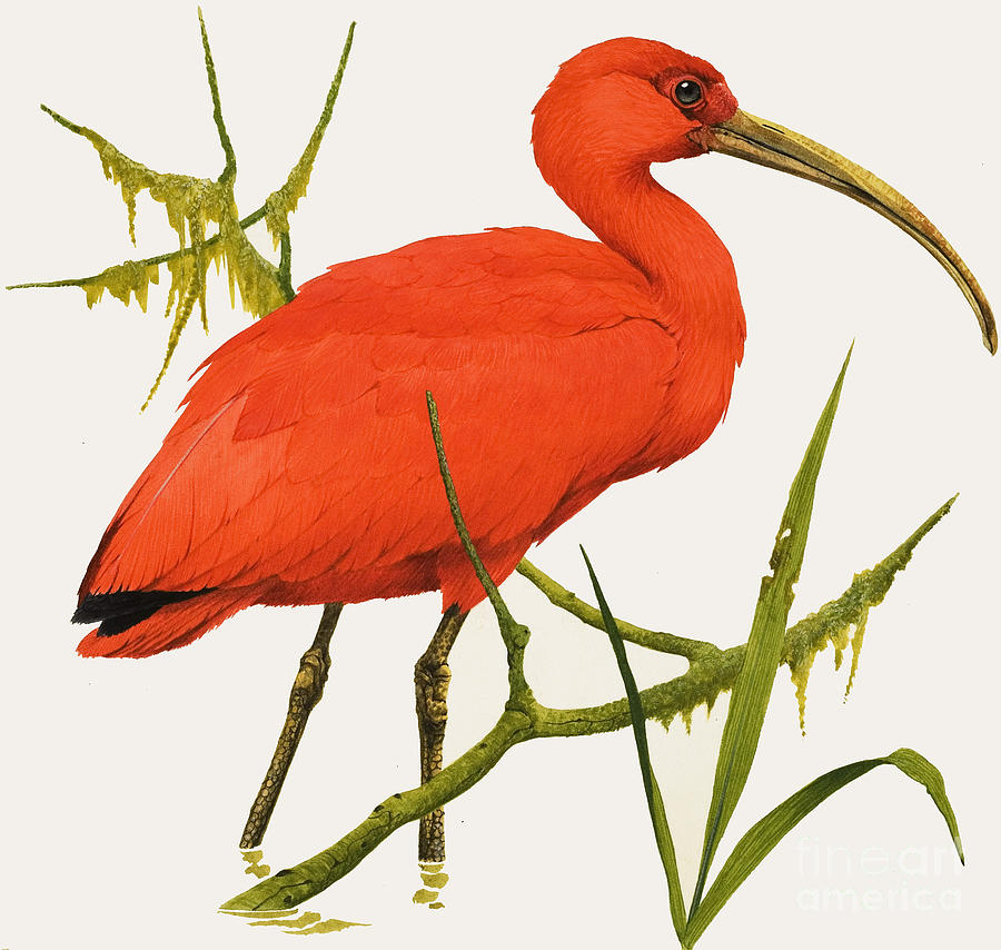 John James Audubon Painting - A Scarlet Ibis from South America by Kenneth Lilly