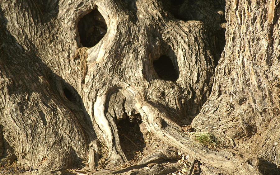 Tree Photograph - A Scary BIt of Nature by Elise Samuelson