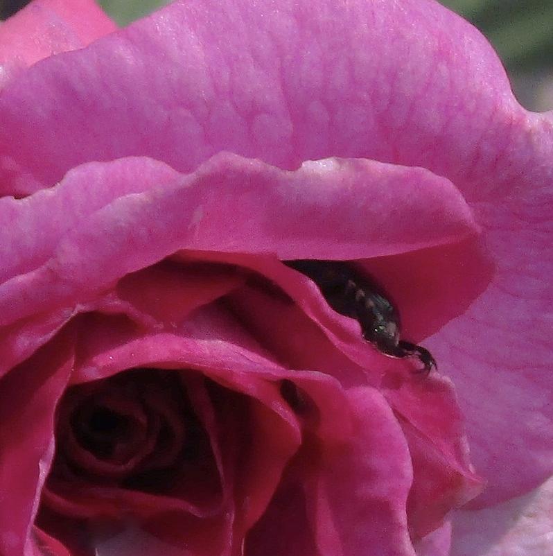 A Scorpion And A Rose Photograph by Sharon Ackley