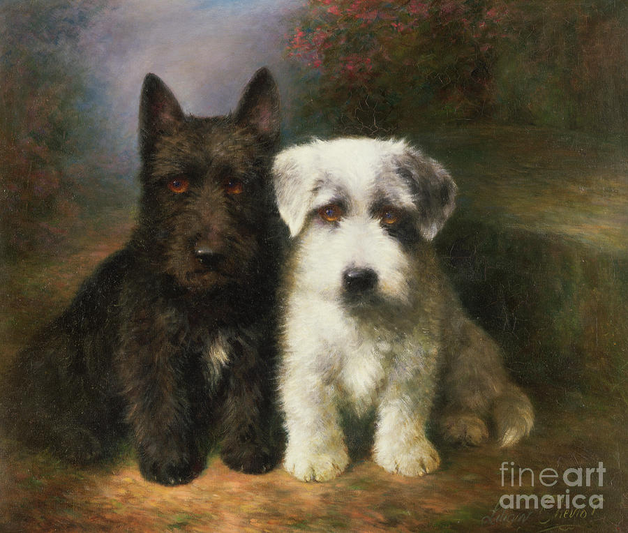 A Scottish and a Sealyham Terrier Painting by Lilian Cheviot