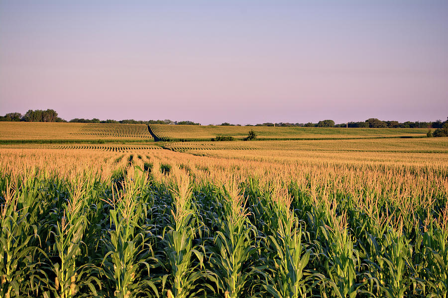 A Sea Of Corn Photograph by Bonfire Photography