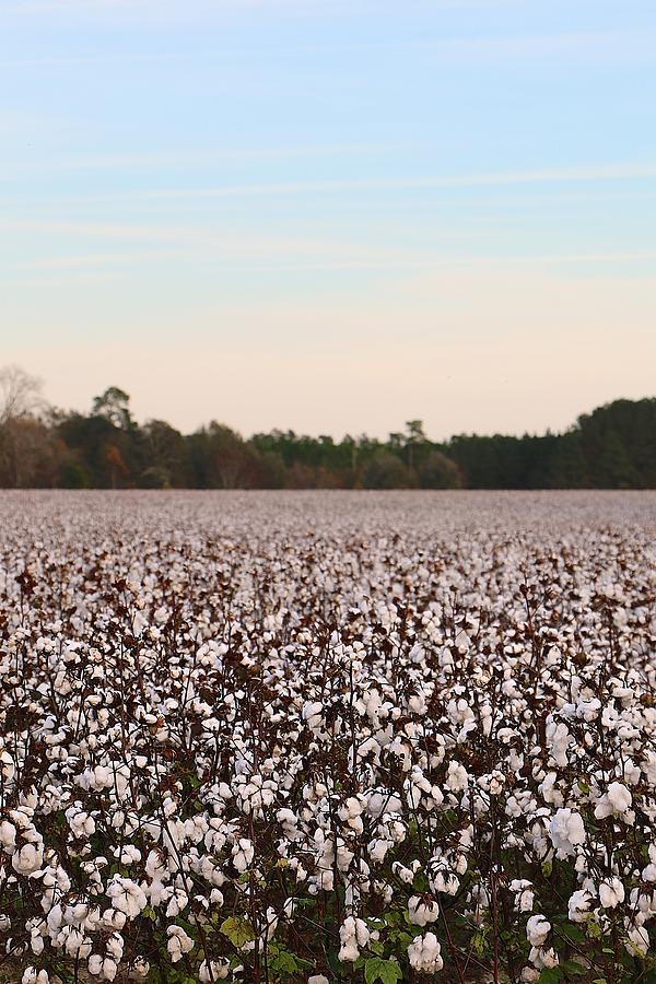 Sunset Photograph - A Sea of Cotton by Jackie Dorr