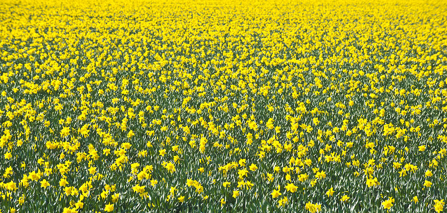 A sea of daffodils Photograph by Matt McDonald