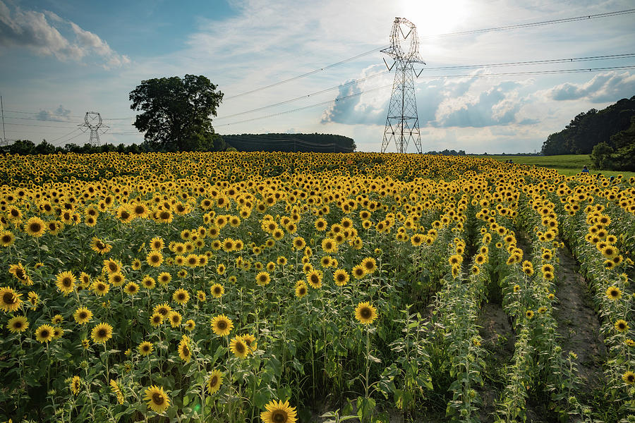 A Sea of Sunflowers Photograph by Anthony Doudt