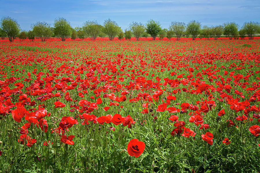 A Sea of Texas Red Corn Poppies Photograph by Lynn Bauer