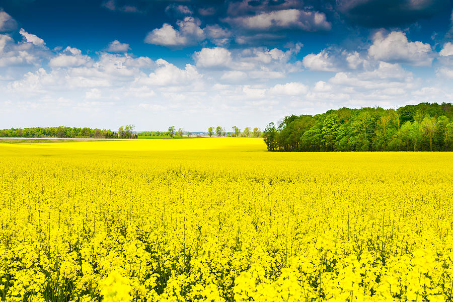 A Sea of Yellow Photograph by Brent Buchner