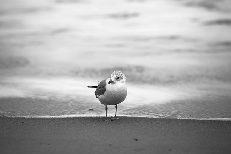 Seagull Photograph - A Seabird by Lara Morrison