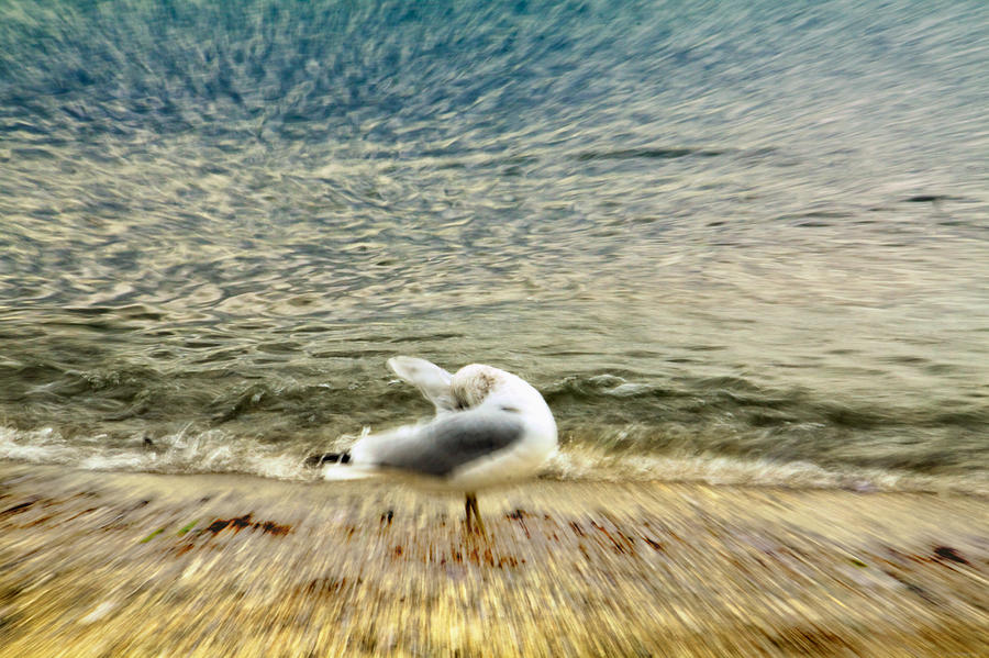 A Seabirds Dream Photograph by Julius Reque