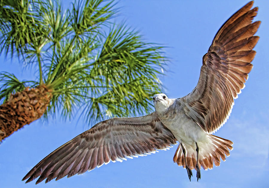 A Seagull FlyBy Photograph by HH Photography of Florida