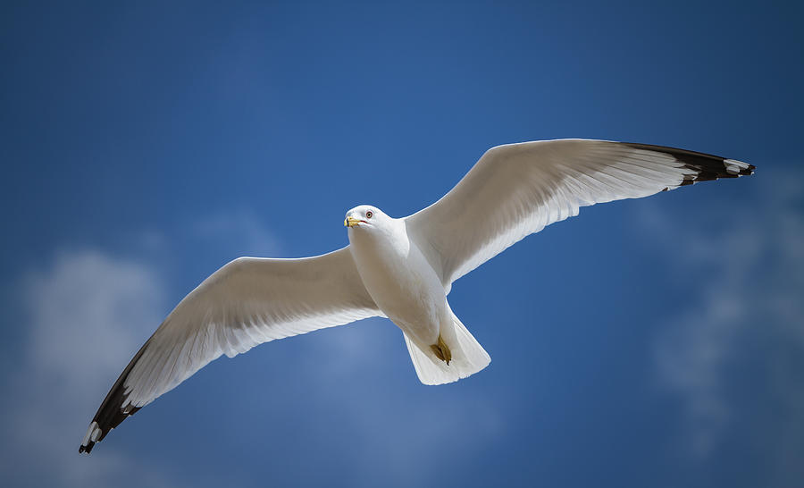 A Seagull Flying In The Blue Sky Photograph