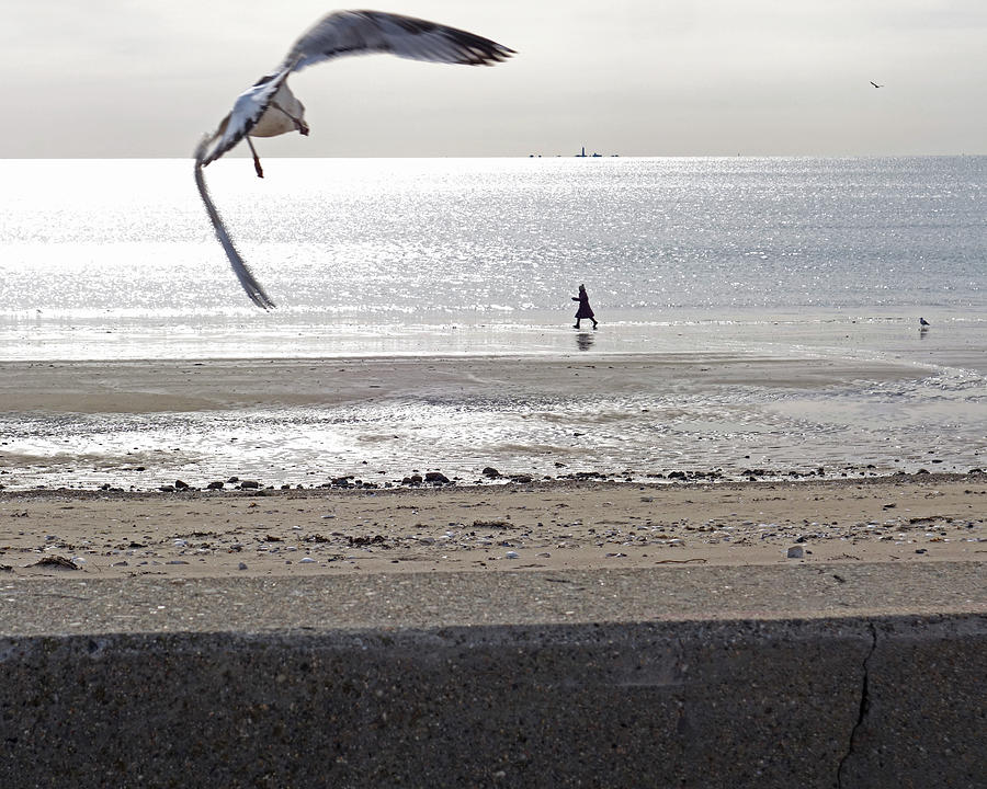 A seagull takes off on Revere Beach Revere MA Photograph by Toby McGuire