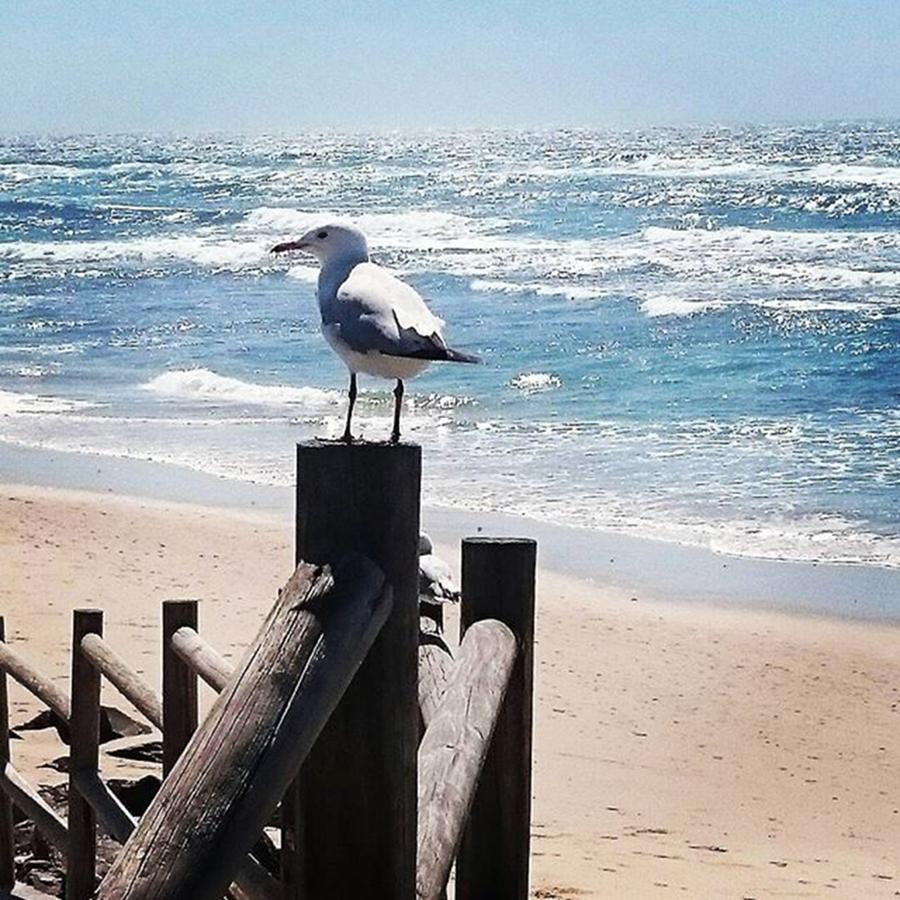 A Seagulls View Of The Beach Photograph by Sally Skennar