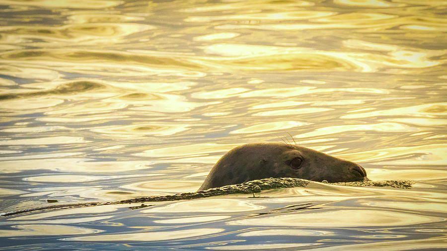 A Seals Late Afternoon Swim Photograph by Brian Caldwell