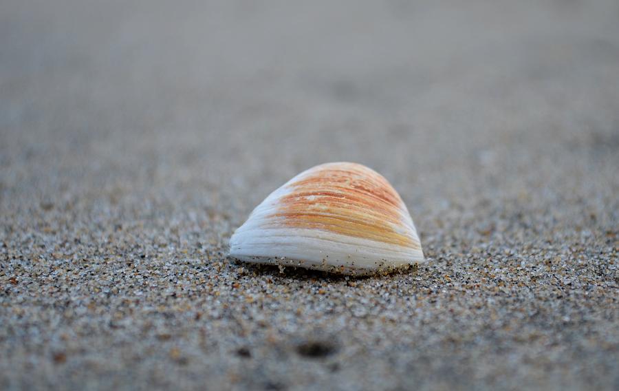 Seashell and Sand Photograph by Alex King