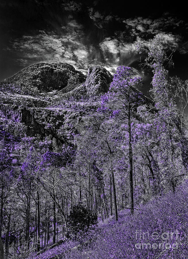 A Season of Lilac Photograph by Russell Brown