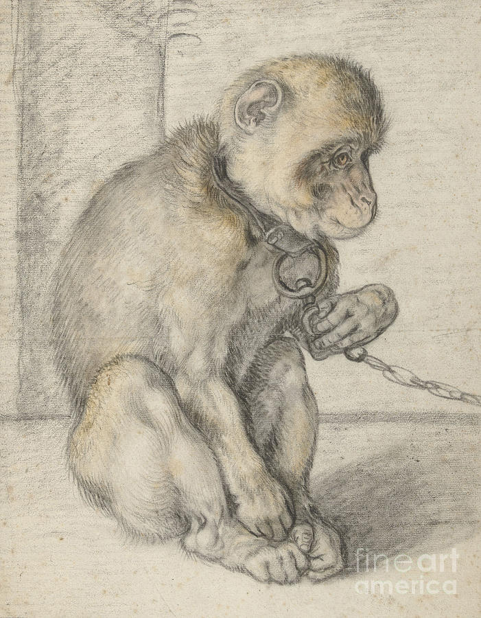 Hendrik Goltzius Pastel - A Seated Monkey on a Chain by Hendrik Goltzius