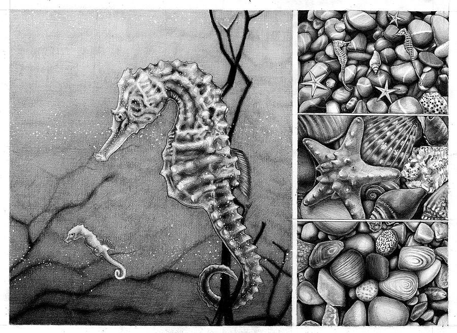 Seahorse Line art, Sea Horse Outline, monochrome, vertebrate png | PNGEgg