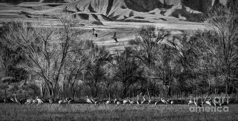A Sedge of Sandhill Cranes Photograph by Priscilla Burgers