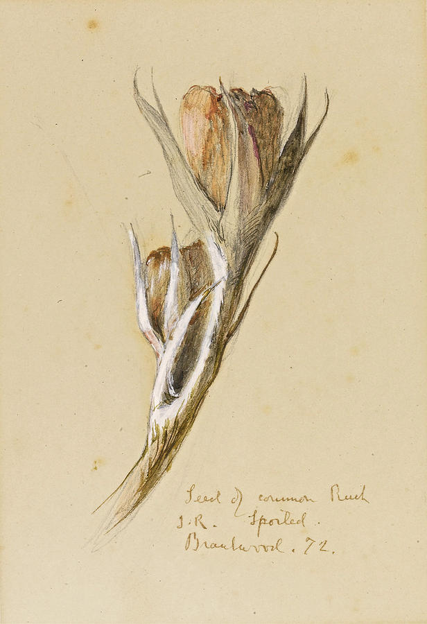 John Ruskin Drawing - A Seed of the Common Rush by John Ruskin