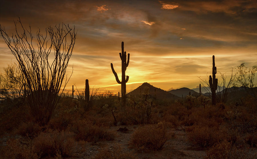 A Serene Desert Evening  Photograph by Saija Lehtonen